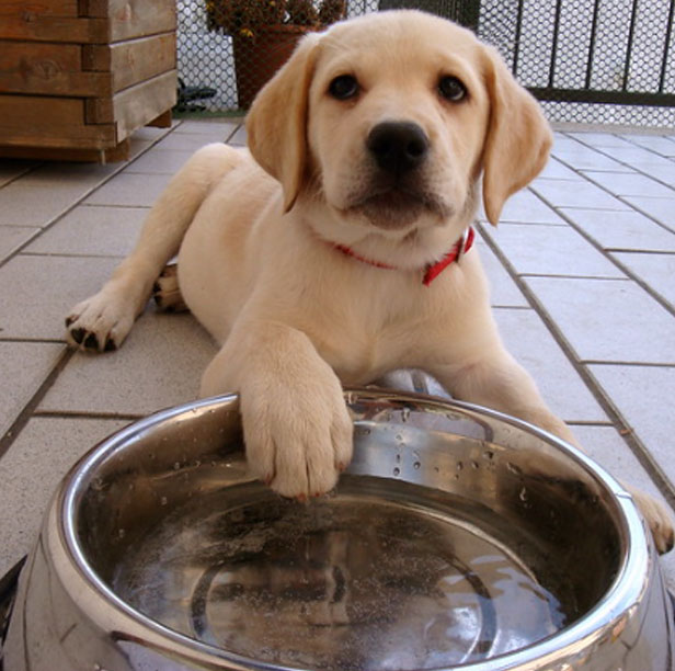 Healthy Labrador Dog