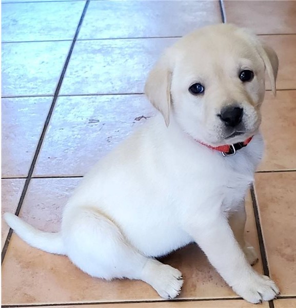 Female Lab Puppy