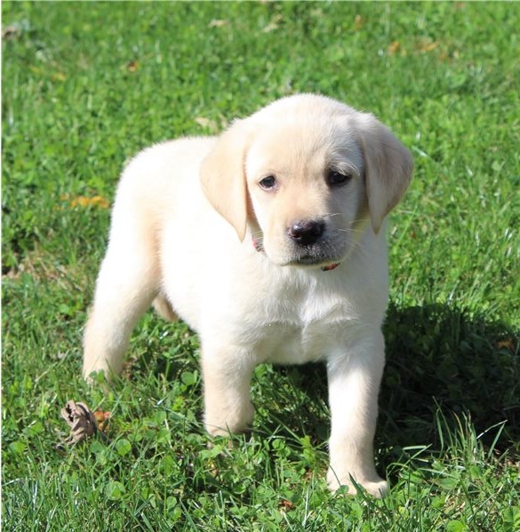 Happy - Female Labrador