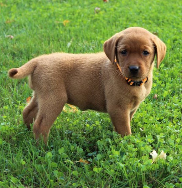 Hazel  male Labrador Pup