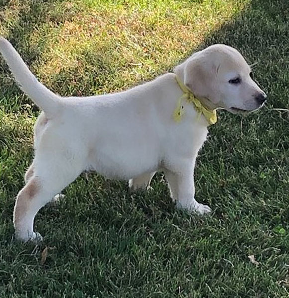 Landen - Male Lab