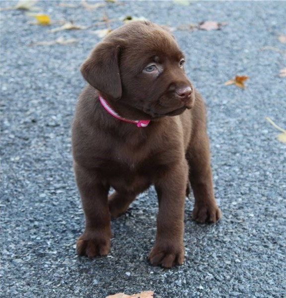 Mandy - Female Lab Puppy