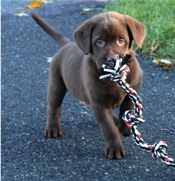 Max - Male Labrador